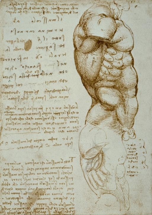 Leonardo da Vinci, Anatomiestudien (Anatomie, Handschrift, Geheimschrift, Spiegelschrift, Mensch, Medizin,Rumpf, Profil, Muskulatur, Naturwissenschaft, Studie, Renaissance, Klassiker, Zeichnung, Wunschgröße, Wohnzimmer, Arztpraxis)