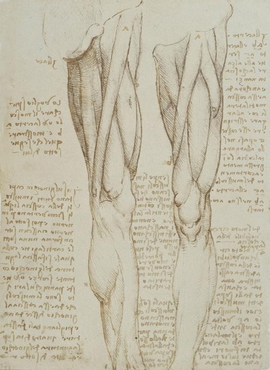 Leonardo da Vinci, Anatomiestudien (Anatomie, Handschrift, Geheimschrift, Spiegelschrift, Mensch, Medizin, Beine, Oberschenkel, Muskulatur, Naturwissenschaft, Studie, Renaissance, Klassiker, Zeichnung, Wunschgröße, Wohnzimmer, Arztpraxis)