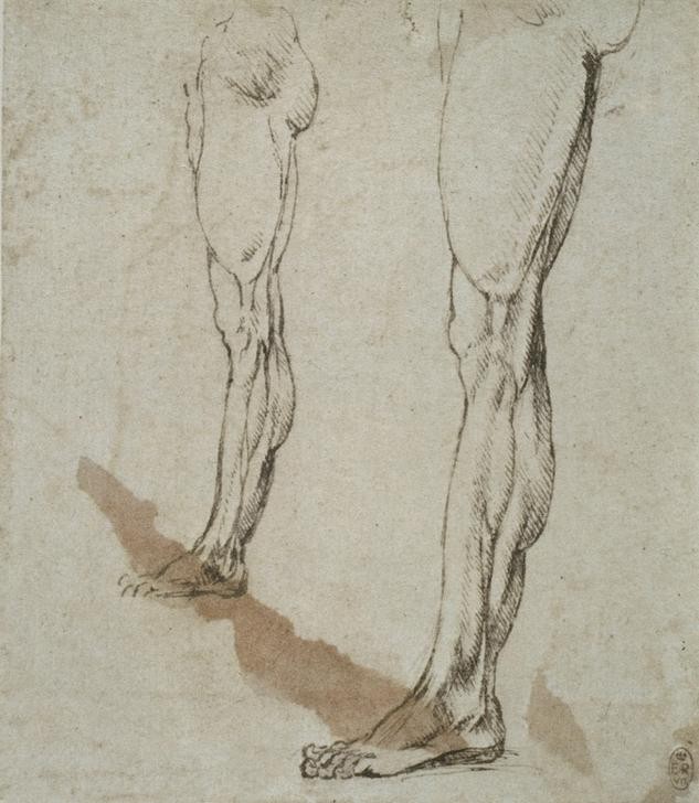 Leonardo da Vinci, Anatomiestudien (Anatomie, Mensch, Medizin, Beine, Oberschenkel, Unterschenkel, Muskulatur, Naturwissenschaft, Studie, Renaissance, Klassiker, Zeichnung, Wunschgröße, Wohnzimmer, Arztpraxis)