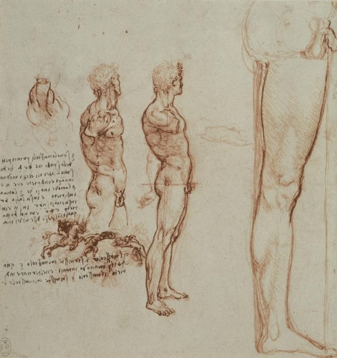 Leonardo da Vinci, Anatomiestudien (Anatomie, Mann, Handschrift, Geheimschrift, Spiegelschrift, Mensch, Medizin, Bein, männliche Muskulatur, Naturwissenschaft, Studie, Renaissance, Klassiker, Zeichnung, Wunschgröße, Wohnzimmer, Arztpraxis)