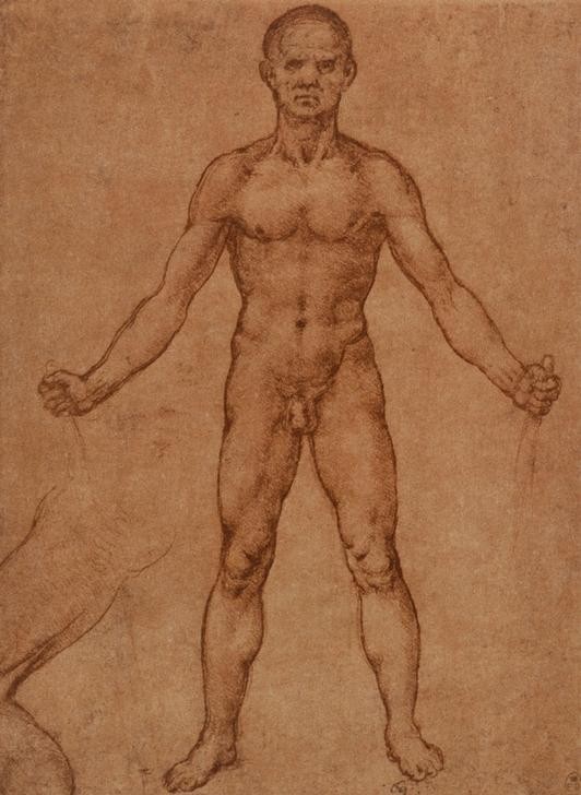 Leonardo da Vinci, Aktstudie eines stehenden Mannes, frontal (Anatomie, Mensch, Mann, Aktstudie, Vorderansicht, Medizin, Körperstudie, Muskulatur, Naturwissenschaft, Studie, Renaissance, Klassiker, Zeichnung, Wunschgröße, Wohnzimmer, Arztpraxis)