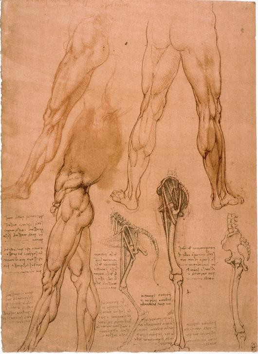 Leonardo da Vinci, Anatomiestudien: Beinmuskulatur (Anatomie, Handschrift, Mensch, Medizin, Naturwissenschaft,    Studie, männlicher Körper, Oberschelmuskulatur, Muskeln, Pferdebein, Skelett, Knochen, Renaissance, Klassiker, Zeichnung, Wunschgröße, Wohnzimmer, Arztpraxis)