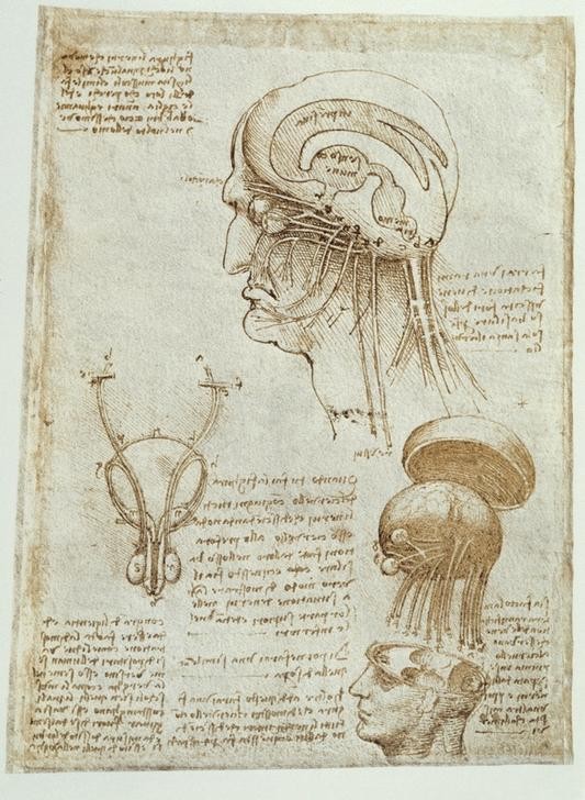 Leonardo da Vinci, Anatomiestudien: Gehirn, Hirnkammern und Hirnnerven / männl. Urogenitalapparat (Anatomie, Mann, Kopf, Gehirn, Handschrift, Geheimschrift, Spiegelschrift, Mensch, Medizin, Naturwissenschaft, Studie, Renaissance, Klassiker, Zeichnung, Wunschgröße, Wohnzimmer, Arztpraxis)