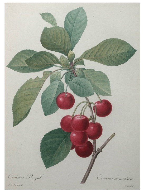 PIERRE-JOSEPH REDOUTÉ, Royal Cherry (Botanik,Kirsche,Redoute,Blume)