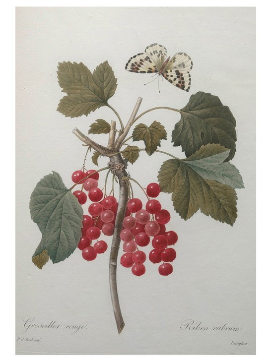 PIERRE-JOSEPH REDOUTÉ, Red Gooseberry (Botanik,Redoute,Blume,Stachelbeere,Rot)