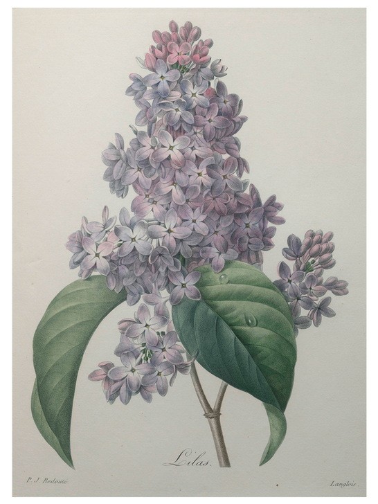 PIERRE-JOSEPH REDOUTÉ, Lilacs (Botanik,Redoute,Blume)