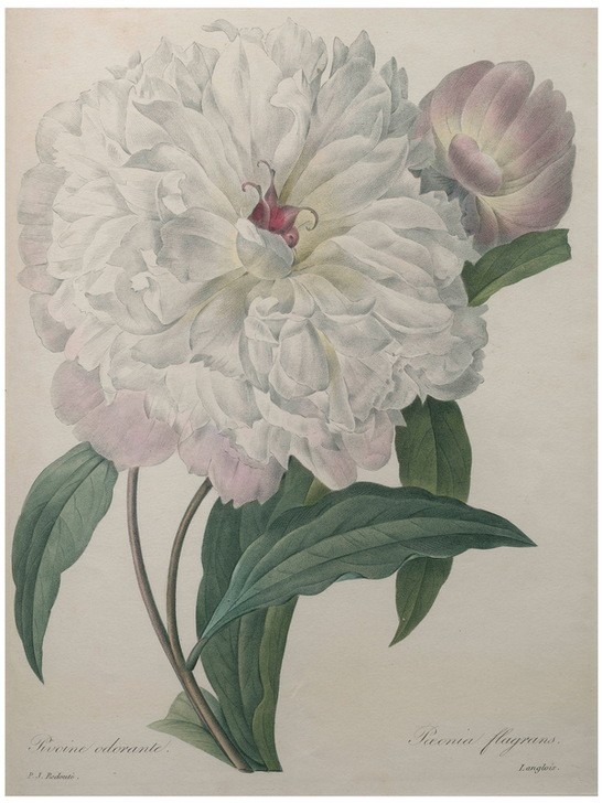 PIERRE-JOSEPH REDOUTÉ, Fragrant Peony (Botanik, Blume, Studie, Pfingstrose, Blüte, Knospe, Blätter, Pflanze, Treppenhaus, Wohnzimmer, Wunschgröße, weiß)