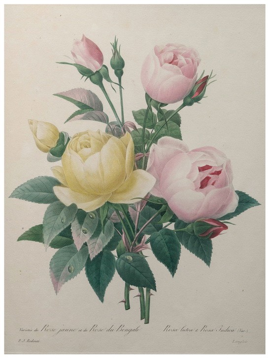 PIERRE-JOSEPH REDOUTÉ, Indian or Rose of Bengal (Botanik, Blume, Studie, Rose,  Blüte, Knospen, Blätter, Pflanze, Dornen, Treppenhaus, Wohnzimmer, Wunschgröße, rosa/gelb)