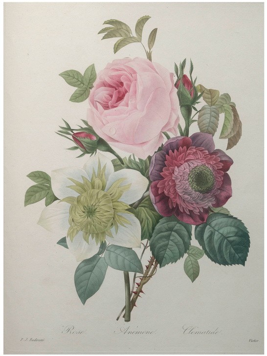 PIERRE-JOSEPH REDOUTÉ, Rose, Anemone - Clematis (Botanik, Blume, Studie, Rose,  Blüte, Knospen, Blätter, Pflanze, Dornen, Anemone, Clematis, Treppenhaus, Wohnzimmer, Wunschgröße, rosa/weiß)