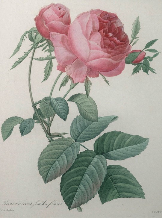 PIERRE-JOSEPH REDOUTÉ, Rose with a Hundred Leaves (Botanik, Blume, Studie, Rose,  Blüte, Knospen, Blätter, Pflanze, Dornen, Treppenhaus, Wohnzimmer, Wunschgröße, rosa)