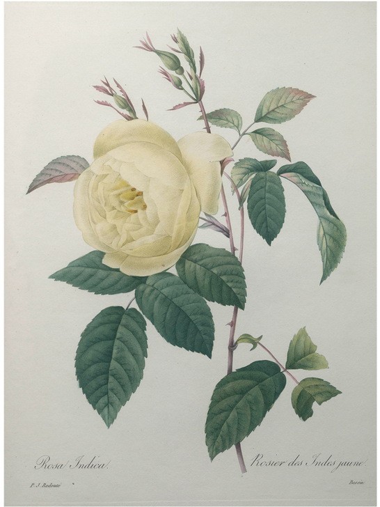 PIERRE-JOSEPH REDOUTÉ, Yellow Rose of the Indies (Botanik, Blume, Studie, Rose,  Blüte, Knospen, Blätter, Pflanze, Dornen, Treppenhaus, Wohnzimmer, Wunschgröße, gelb)