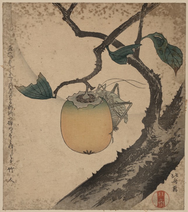 Katsushika Hokusai, Grasshopper eating persimmon (Kunst,Obst,Völkerkunde,Japanische Kunst,Grashüpfer)