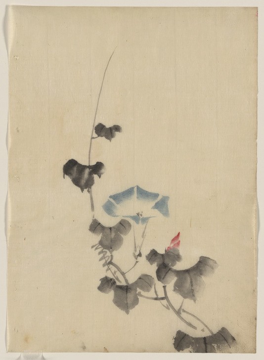 Katsushika Hokusai, Blue blossom of morning glory on vine (Kunst,Völkerkunde,Japanische Kunst,Trichterwinde)