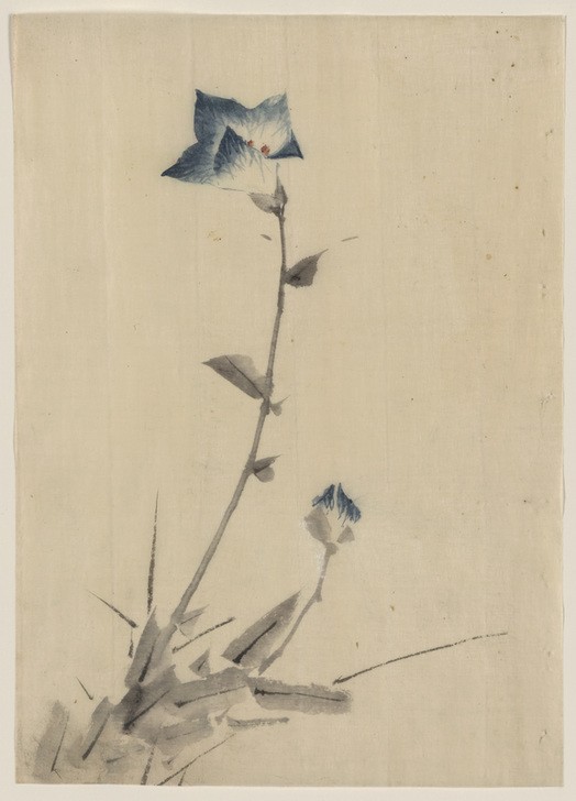 Katsushika Hokusai, Blue flower blossom (Kunst,Völkerkunde,Japanische Kunst,Blume)