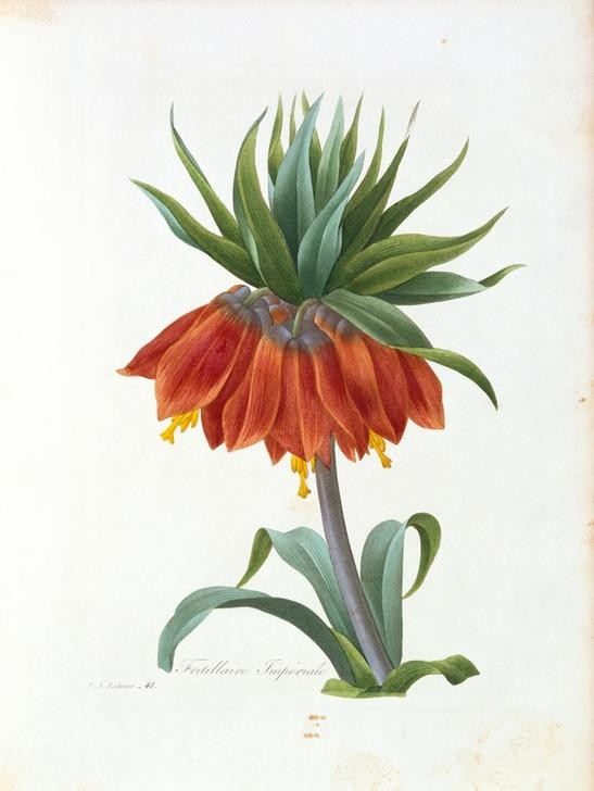 PIERRE-JOSEPH REDOUTÉ, Fritillaire impériale (Biologie,Schautafel,Botanik,Fritillaria Imperialis,Kunst,Naturwissenschaft,Französische Kunst,Buchillustration,Blume,Blüte,Privatsammlung,Kaiserkrone (Blume),Pflanze)