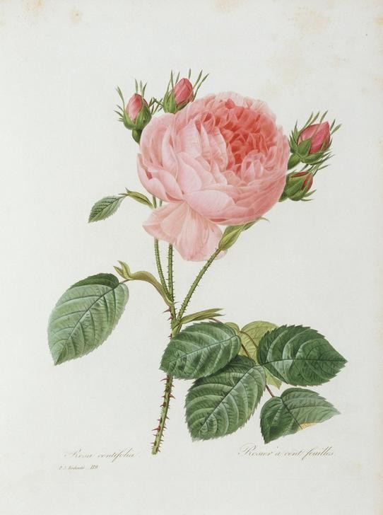 PIERRE-JOSEPH REDOUTÉ, Rosa centifolia / Rosier à cent feuilles (Botanik, Blume, Studie, Rose,  Blüte, gefüllte Blüte, Centifolia, Knospen, Blätter, Pflanze, Dornen, Treppenhaus, Wohnzimmer, Wunschgröße, rosa)