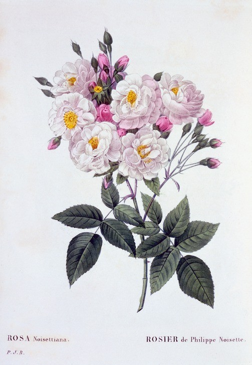 PIERRE-JOSEPH REDOUTÉ, Rosa Noisettiana, 1824-1826 (Botanik, Blume, Studie, Rosen,  Blüten, Knospen, Blätter, Pflanze, Dornen, Treppenhaus, Wohnzimmer, Wunschgröße, rosa)