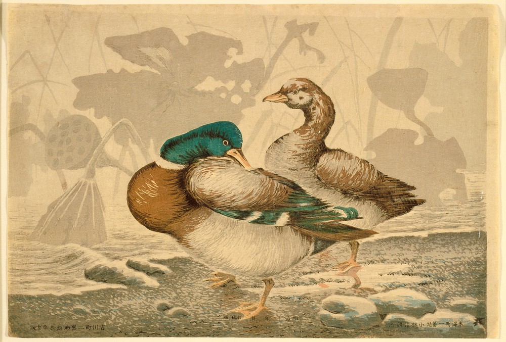 Kiyochika Kobayashi, Ducks and Withered Lotus  (Enten, Entenpaar, Wasservögel, Tiere, Lotus, Blumen, Holzschnitt, japanische Kunst, Asiatische Kunst, Klassiker, Wunschgröße, Treppenhaus, Wohnzimmer, bunt)