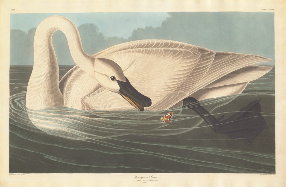 Robert Havell, Trumpeter Swan (Schwan, Studie, Tier, Wasservogel, Vögel, Ornithologie, The Birds of America, Wunschgröße, Treppenaus, Wohnzimmer,)