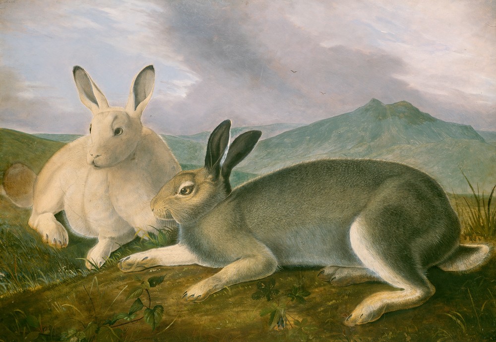 John James  Audubon, Arctic Hare, ca 1841 (Kunst)
