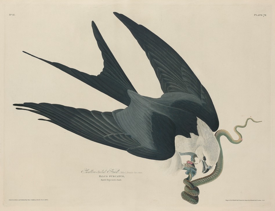 Robert Havell, Swallow-tailed Hawk (Falke, Studie, Tier, Vogel, Vögel, Ornithologie, The Birds of America, Wunschgröße, Treppenaus, Wohnzimmer,)