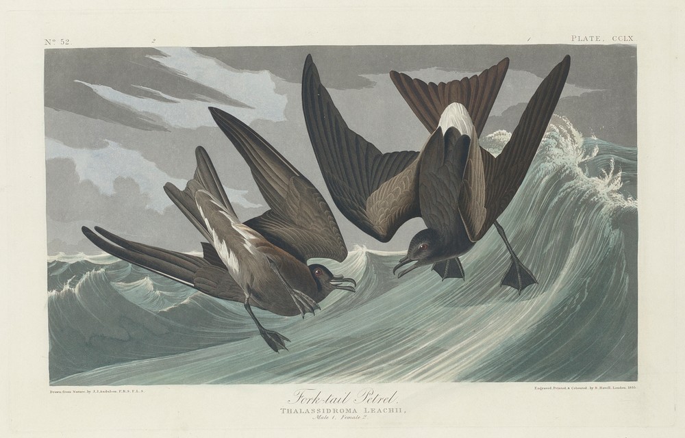 Robert Havell, Fork-tailed Petrel (Sturmvogel, Studie, Tier, Wasservogel, Vögel, Ornithologie, The Birds of America, Wunschgröße, Treppenaus, Wohnzimmer,)