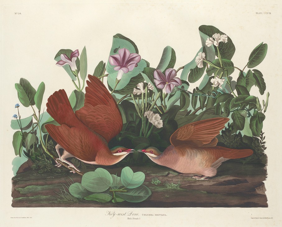 Robert Havell, Key-west Dove (Tauben, Studie, Tier, Vogel, Vögel, Ornithologie, The Birds of America, Wunschgröße, Treppenaus, Wohnzimmer,)