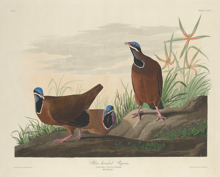 Robert Havell, Blue-headed Pigeon (Tauben, Studie, Tier, Vogel, Vögel, Ornithologie, The Birds of America, Wunschgröße, Treppenaus, Wohnzimmer,)