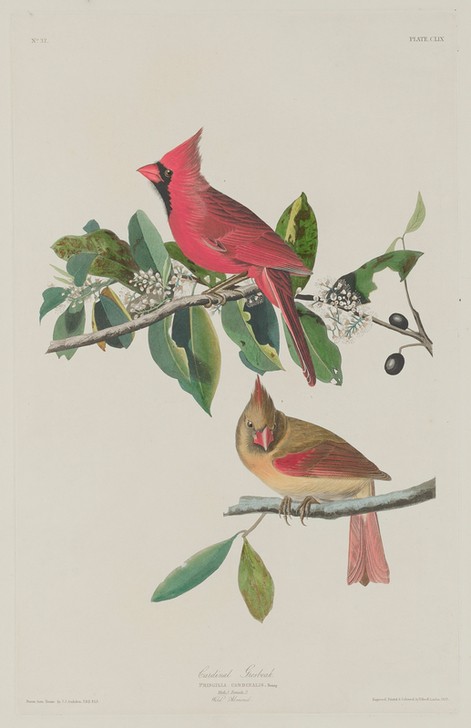 Robert Havell, Cardinal Grosbeak (Kernbeißer, Studie, Tier, Vogel, Vögel, Ornithologie, The Birds of America, Wunschgröße, Treppenaus, Wohnzimmer,)