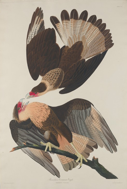 Robert Havell, Brasilian Caracara Eagle (Adler, Raubvogel, Studie, Tier, Vogel, Vögel, Ornithologie, The Birds of America, Wunschgröße, Treppenaus, Wohnzimmer,)