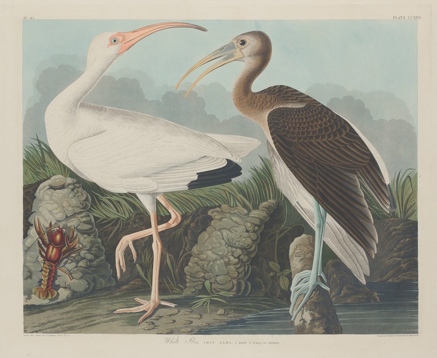 Robert Havel, White Ibis (Ibis, Studie, Tier, Wasservogel, Vögel, Ornithologie, The Birds of America, Wunschgröße, Treppenaus, Wohnzimmer,)