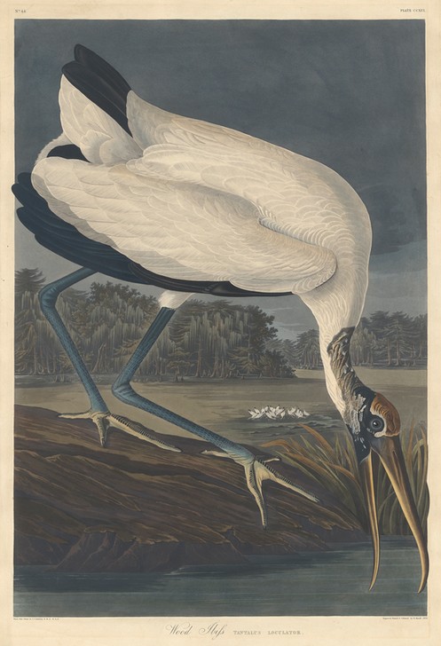 Robert Havell, Wood Ibis (Ibis, Studie, Tier, Wasservogel, Vögel, Ornithologie, The Birds of America, Wunschgröße, Treppenaus, Wohnzimmer,)