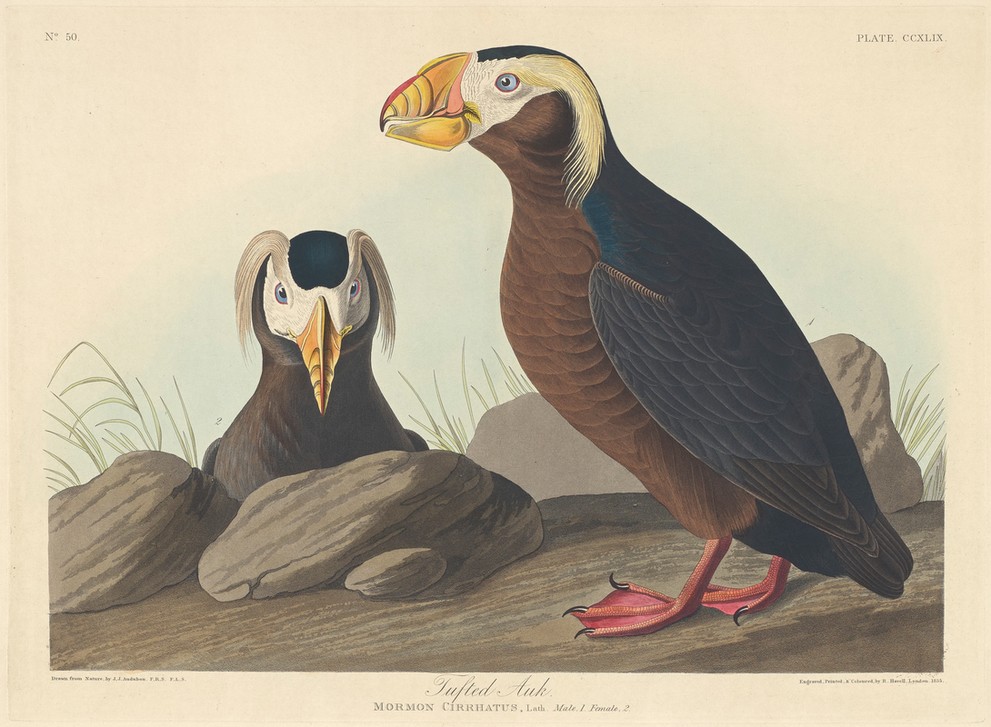 Robert Havell, Tufted Auk (Alk, Papageientaucher, Studie, Tier, Wasservogel, Vögel, Ornithologie, The Birds of America, Wunschgröße, Treppenaus, Wohnzimmer,)