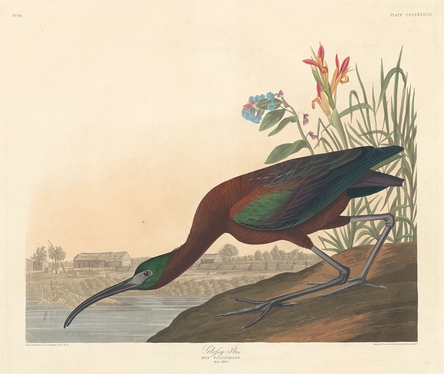 Robert Havell,  Glossy Ibis (Ibis, Studie, Tier, Wasservogel, Vögel, Ornithologie, The Birds of America, Wunschgröße, Treppenaus, Wohnzimmer,)