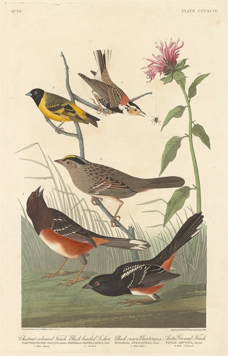 Robert Havell, Chestnut-colored Finch, Black-headed Siskin, Black Crown Bunting and Arctic Ground Finch (Zeisig, schwarzköpfig, Fink, Ammer, Studie, Tier,  Vögel, Ornithologie, The Birds of America, Wunschgröße, Treppenaus, Wohnzimmer,)
