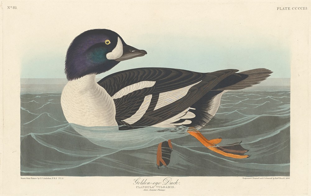 Robert Havell, Golden-eye Duck (Ente, Studie, Tier, Wasservogel, Vögel, Ornithologie, The Birds of America, Wunschgröße, Treppenaus, Wohnzimmer,)