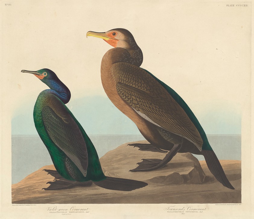 Robert Havell, Violet-green Cormorant and Townsend's Cormorant (Kormorane, Studie, Tier, Wasservogel, Vögel, Ornithologie, The Birds of America, Wunschgröße, Treppenaus, Wohnzimmer,)