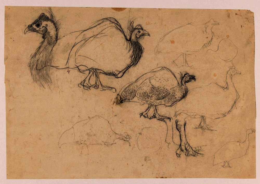 Jan Mankes, Skizze eines Perlhuhns (Perlhuhn,Kreide,Niederländische Kunst,Papier,Tinte,Kugelschreiber,Bleistift,Skizze,Studie,Entwurf)