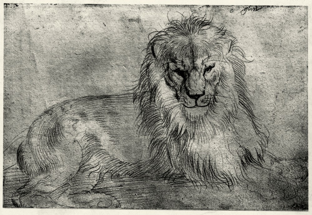 Albrecht Dürer, Liegender Löwe (Deutsche Kunst,Löwe (Tier),Renaissance,Altes Testament,Bibel,Studie,Raubkatze,Raubtier,Tierstudie)