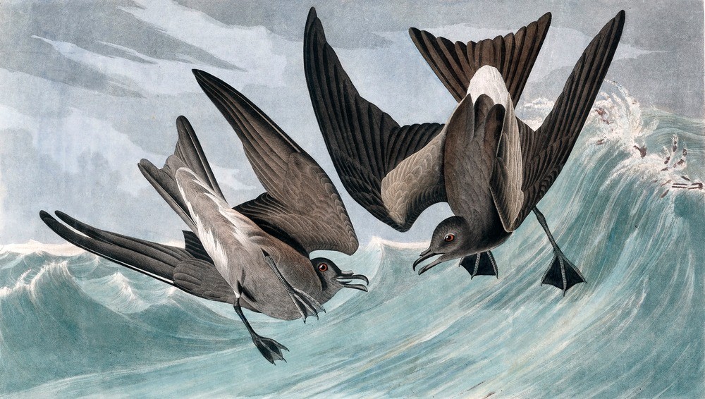 JOHN James AUDUBON, Fork Tailed Petrel, Thalassidroma Leachii (Sturmschwalbe, Tauchen, Wasservogel, Vogel, Meer, Ornithologie, Illustration, Wellen, Tiere, Wunschgröße, Treppenhaus, bunt)