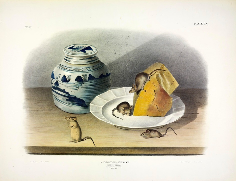 JOHN James AUDUBON, Common Mouse - Male, Female and Young (Mäuse, Hausmaus, Mäusefamilie, Teller, Käse, Dose, Stillleben, Zoologie, Illustration, Tiere, Wunschgröße, Treppenhaus, Esszimmer, bunt)