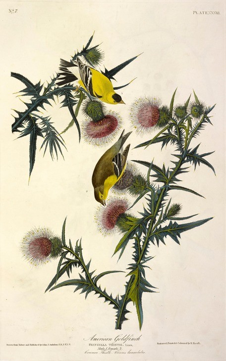 JOHN James AUDUBON, American Goldfinch, Fringilla Tristis (Finken, Goldfink, Distelzweige,  Ornithologie, Illustration, Tiere, Wunschgröße, Treppenhaus, bunt)