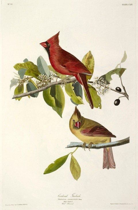 JOHN James AUDUBON, Cardinal Grosbeak , Fringilla Cardinalis (Finken, Kardinal, Pärchen, Zweige,  Ornithologie, Illustration, Tiere, Wunschgröße, Treppenhaus, bunt)