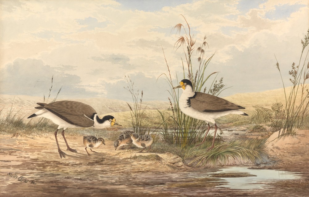 Neville Henry Caley, Maskenkiebitz, Vanellus miles (Vögel, Vogelpaar, Vogelkinder, Küken, Fauna, Studie, Natur, Tiere, Wunschgröße, Malerei, Treppenhaus, Wohnzimmer, bunt)