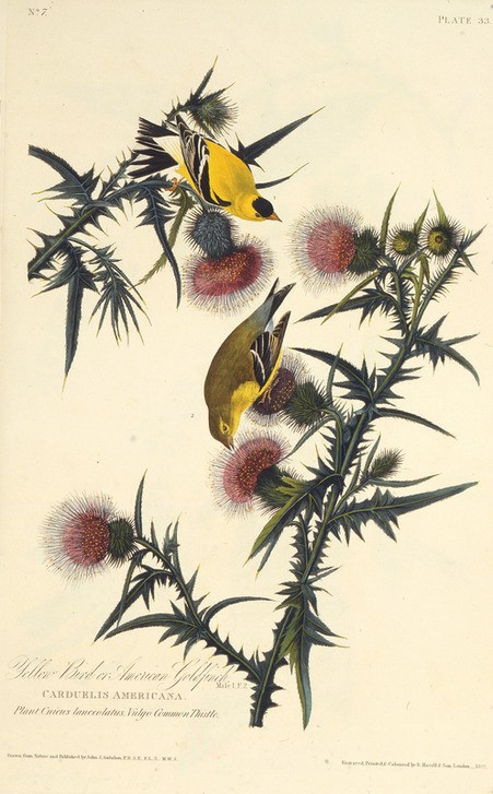 John James Audubon, The American goldfinch (Ornithologie)