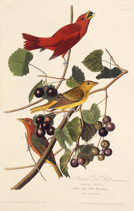 John James Audubon, The Summer Red Bird (Ornithologie)