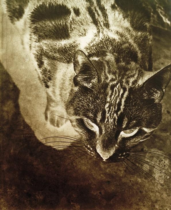 Laszlo Moholy-Nagy, Katze (Negativ-Abzug) (Bauhaus,Katze (Tier),Zoologie,Ungarische Kunst,Künstlerische Fotografie)