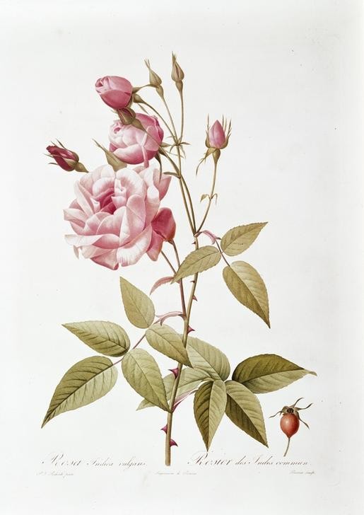Pierre Joseph Redouté, Rosa Indica vulgaris / Rosier des Indes commun (Biologie,Botanik,Kunst,Rose,Französische Kunst,Natur,Buchillustration,Blume,Blüte,Privatsammlung)