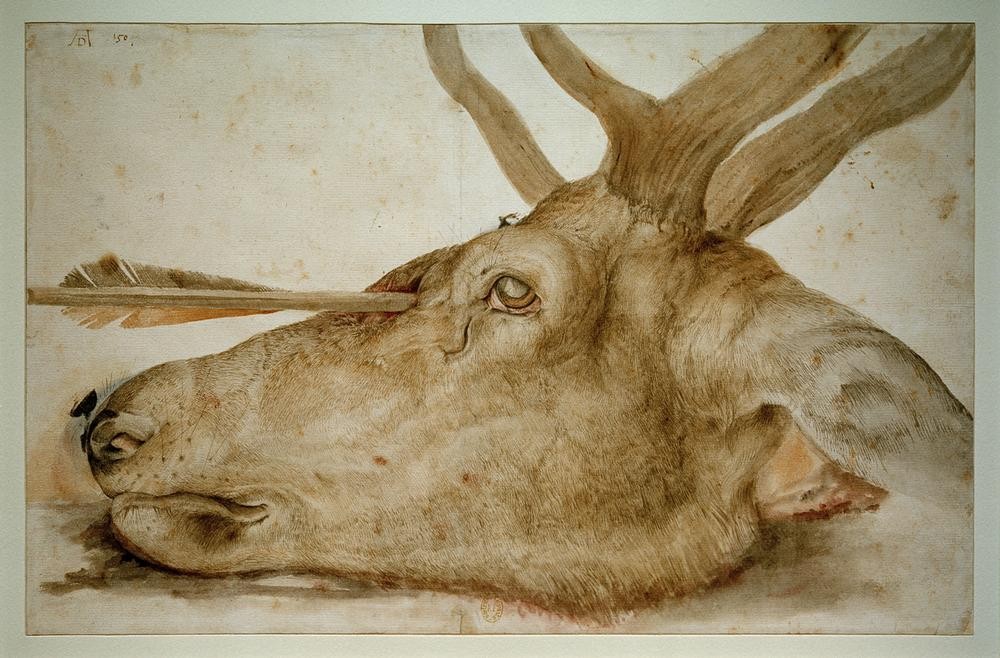 Albrecht Dürer, Kopf eines getöteten Hirsches (Biologie,Blut,Deutsche Kunst,Hirsch,Jagd,Kunst,Pfeil,Tod,Waffe,Zoologie,Renaissance,Stillleben,Hirschjagd,Studie,Tierleben,Rotwild,Kopf,Jagdstillleben,Wild,Tierstudie,Jagdwaffe,Kadaver)
