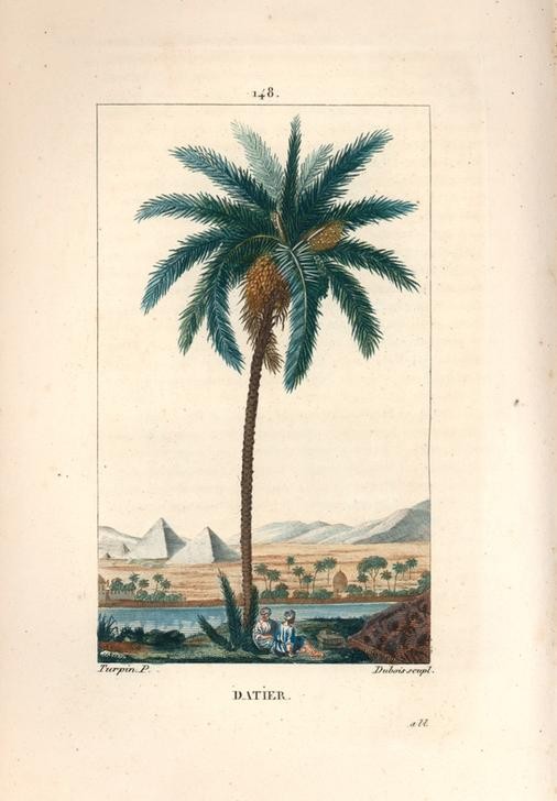 Dubois, Date palm, Phoenix dactylifera (Palme, Dattelplame, Früchte, Pflanze, Botanik,Landschaft, Ägypten, Pyramiden, Wunschgröße, Treppenhaus, Klassiker)